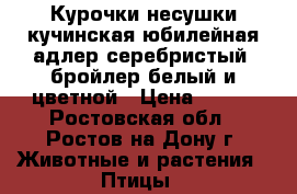 Курочки несушки кучинская юбилейная адлер серебристый  бройлер белый и цветной › Цена ­ 100 - Ростовская обл., Ростов-на-Дону г. Животные и растения » Птицы   